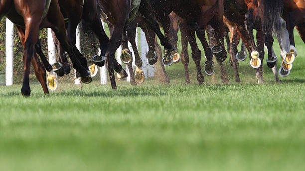 cavalo de corrida - photography running horizontal horse imagens e fotografias de stock