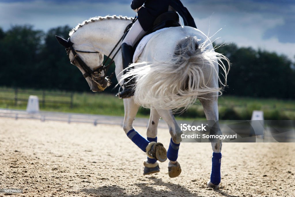 Riding a white horse in a corral  A beautiful grey dressage horse galloping in the evening, backlit by the evening sun. Exceptionally nice movement of the horse's tail, beautiful, unique natural lighting conditions. Small motion blur. Canon Eos 1D MarkIII. Dressage Stock Photo