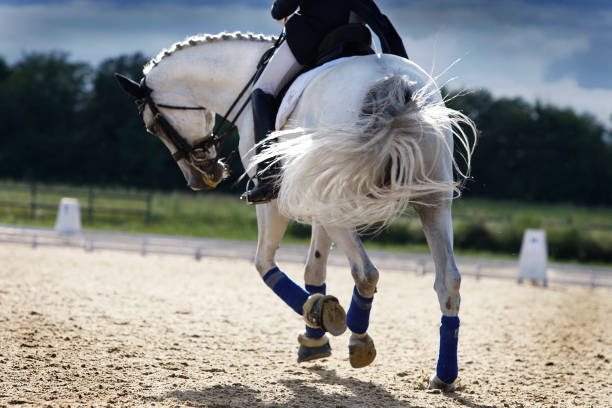 Riding a white horse in a corral  A beautiful grey dressage horse galloping in the evening, backlit by the evening sun. Exceptionally nice movement of the horse's tail, beautiful, unique natural lighting conditions. Small motion blur. Canon Eos 1D MarkIII. dressage stock pictures, royalty-free photos & images