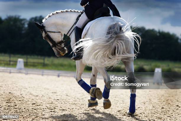 Riding A White Horse In A Corral Stock Photo - Download Image Now - Dressage, Horse, Gray Color