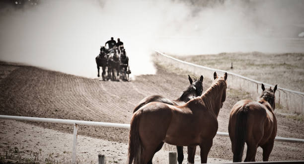 Chuckwagon race.  stampeding photos stock pictures, royalty-free photos & images