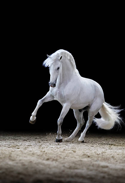 kuvapankkikuvat ja rojaltivapaat kuvat aiheesta lipizzaner-hevosori leikkii - white horse