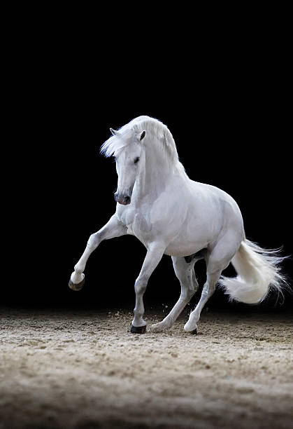 Lipizzaner horse stallion playing  white horse stock pictures, royalty-free photos & images
