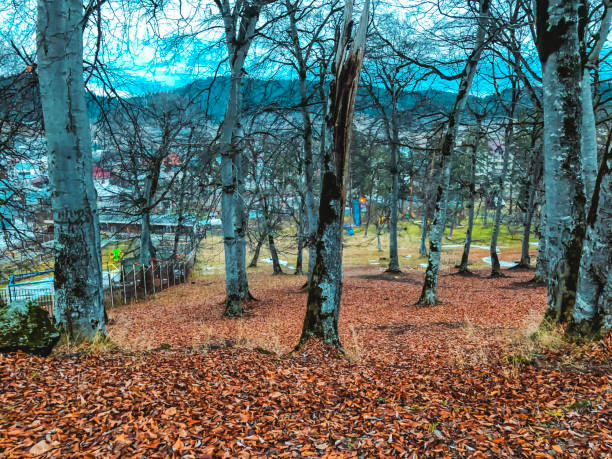 istock Fallen leaf in the autumn forest. Forest with bare trees and dry fallen orange autumn leaves. Autumn in the mountains. Bakuriani 1097196326