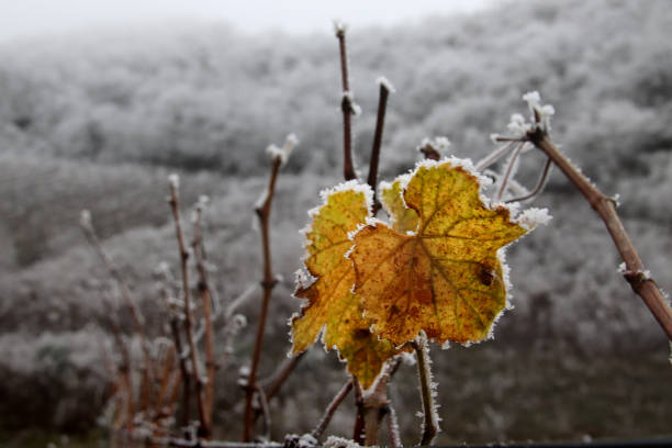 Photo of Frost covered vineyard