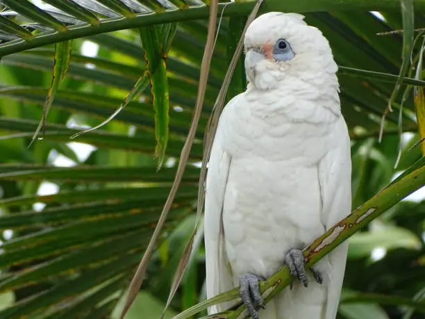 Close up of Australian tropical white corella parrot in palm tree