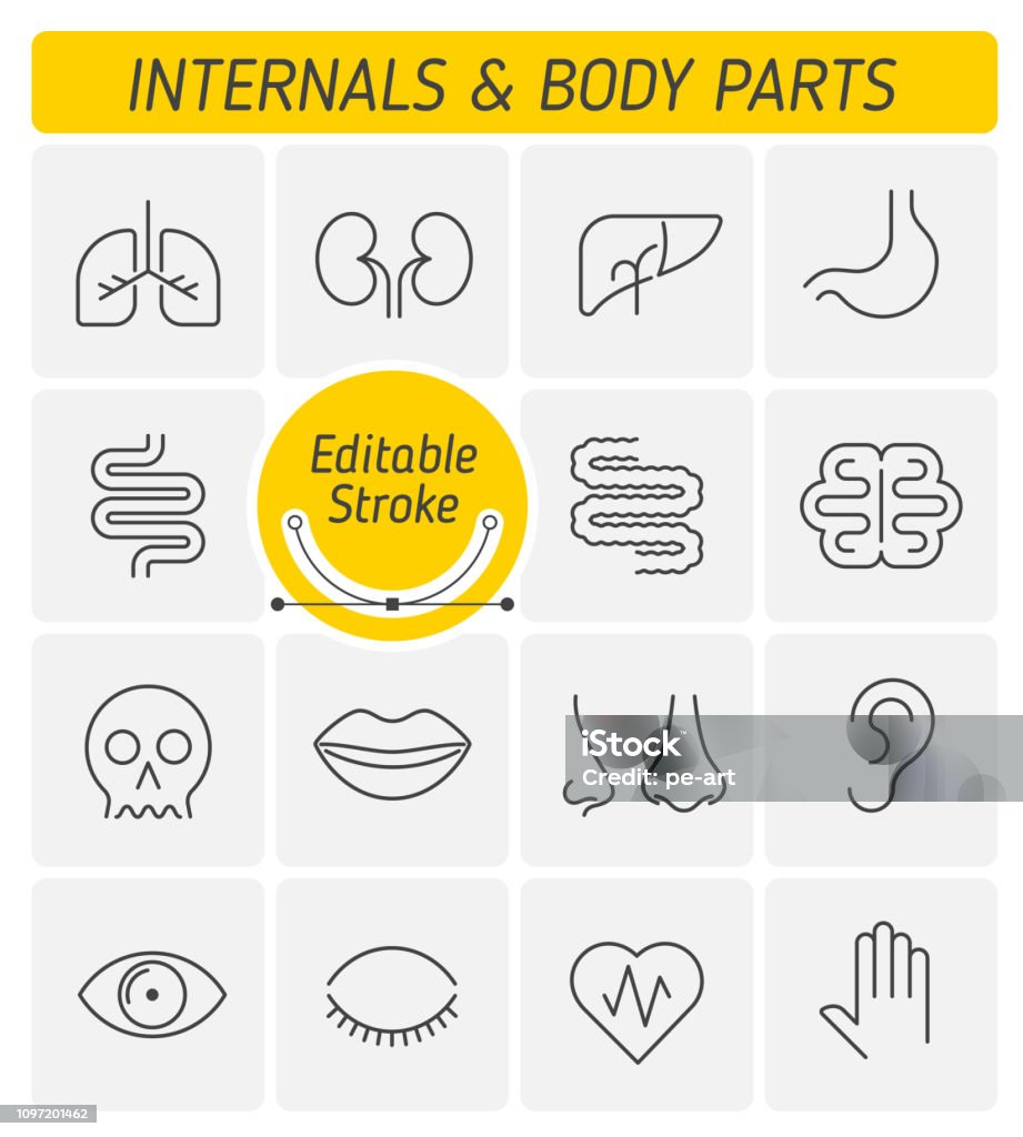 The internals and body parts outline vector icon set. The internals and body parts outline icon set. The viscera and external human organs. Digestive, respiratory, urogenital, nervous systems line symbols. Thin linear vector icons with editable strokes. Icon Symbol stock vector