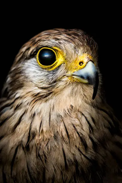 Portrait of a young falcon against black background. Clear sky and mountains reflects in it's huge eye.