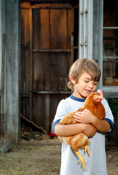 istock Little boy with his backyard chicken 109720392