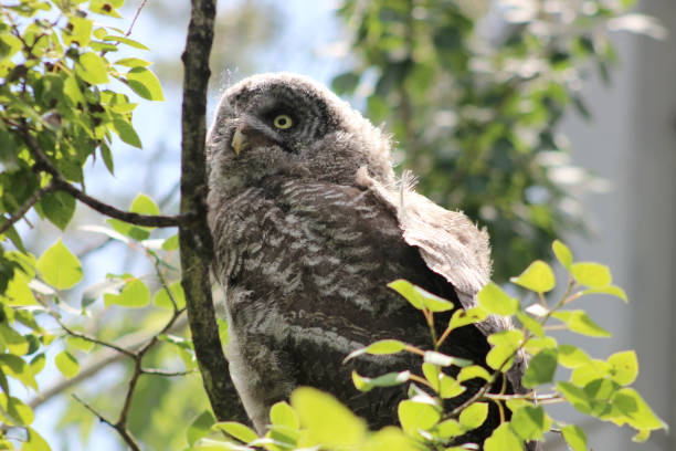 Juvenile Great Grey Owl stock photo
