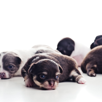 A cute black and white French bulldog isolated on the white background