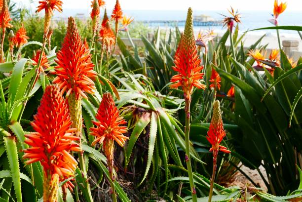 istock Hot Coral Color Plant Theme 1097206598
