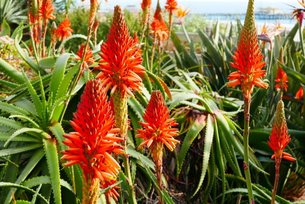 istock Hot Coral Color Plant Theme 1097206614
