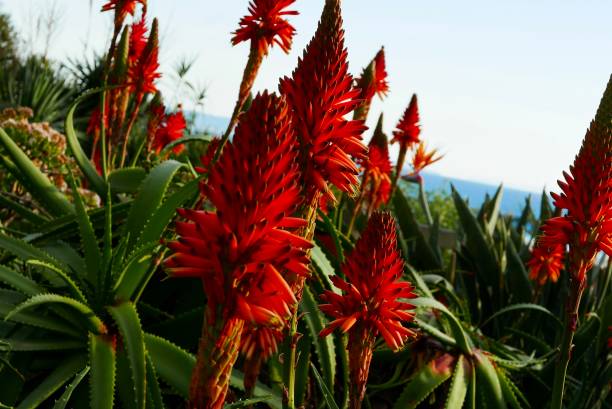 istock Hot Coral Color Plant Theme 1097206616