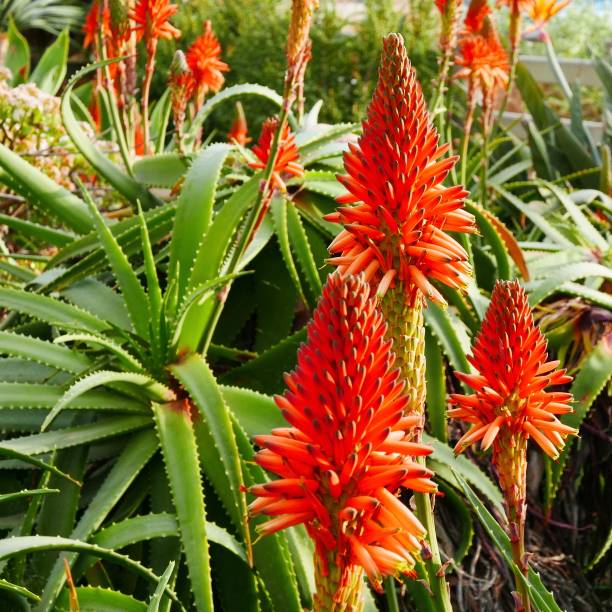 istock Hot Coral Color Plant Theme 1097206624