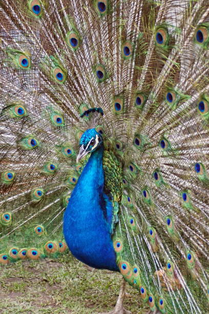 istock Peacock with tail feathers fanned 1097211732