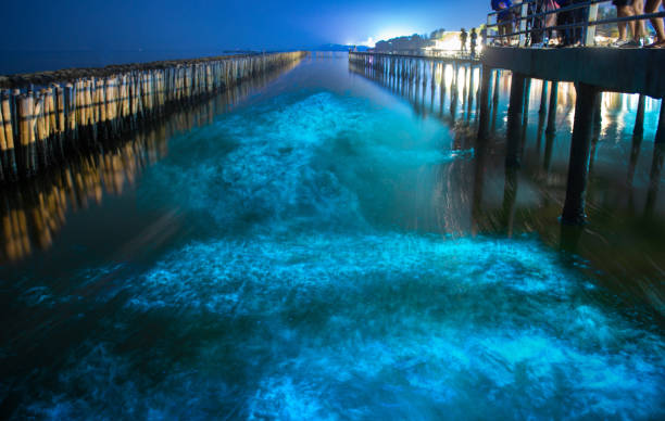 Bioluminescence in night blue sea water.Blue fluorescent wave of bioluminescent plankton about mangrove forest in Khok Kham ,Samut Sakhon near Bangkok Thailand. Bioluminescence in night blue sea water.Blue fluorescent wave of bioluminescent plankton about mangrove forest in Khok Kham ,Samut Sakhon near Bangkok Thailand. bioluminescence water stock pictures, royalty-free photos & images