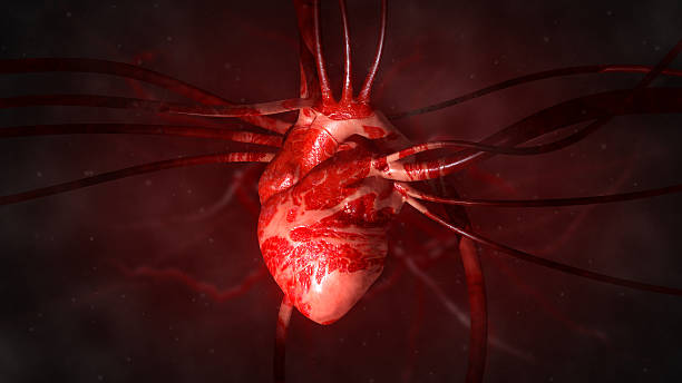 cuore con le arterie e vene - cuore umano foto e immagini stock