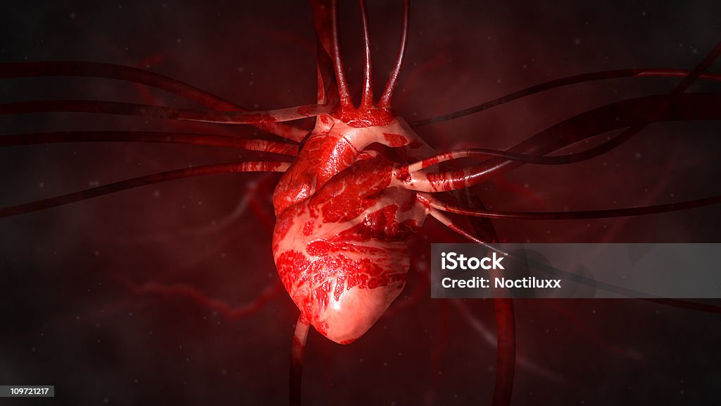 Heart with arteries and veins  Human Heart Stock Photo
