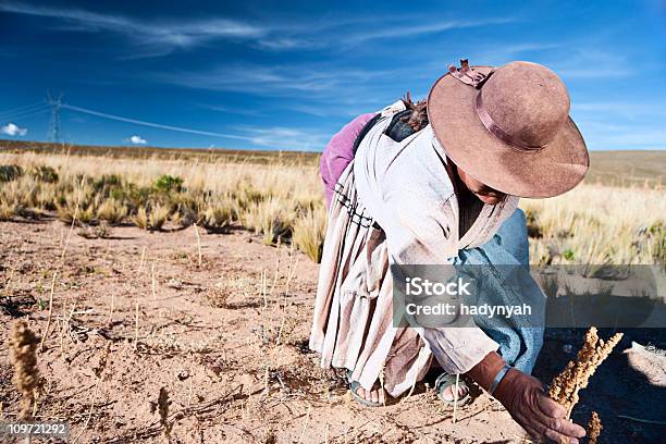 ボリビア女性するキノアオルロボリビア - キヌアのストックフォトや画像を多数ご用意 - キヌア, 農業, 女性