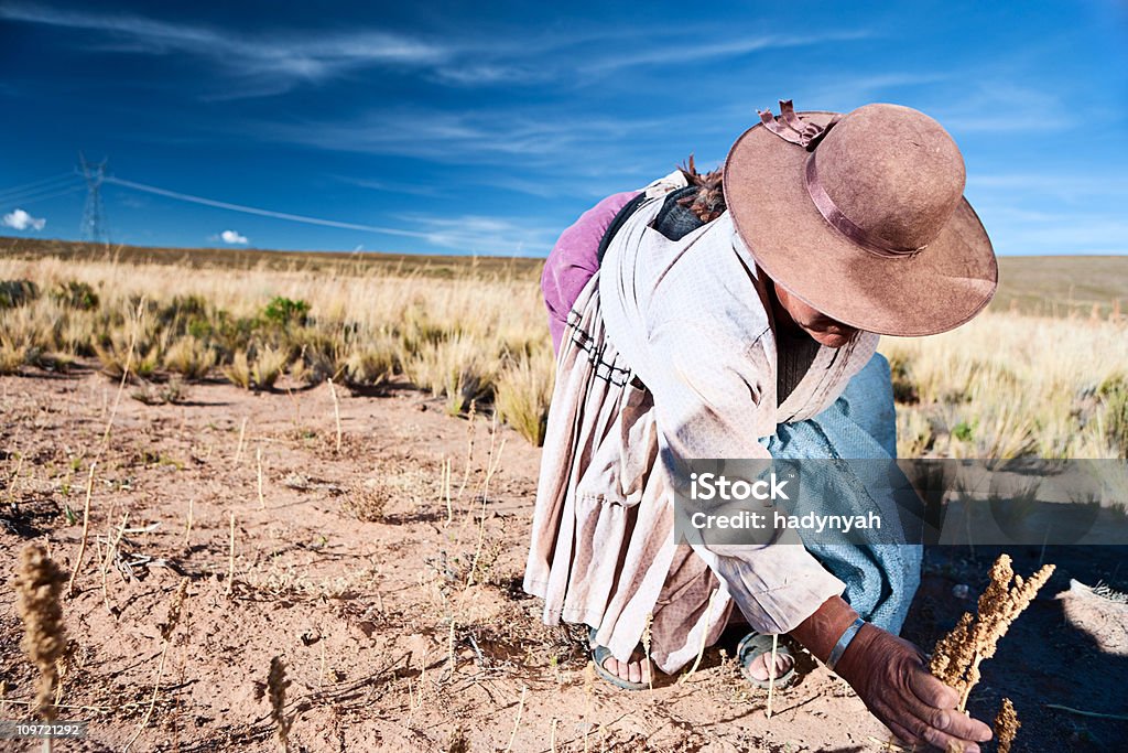 Boliwijski kobieta zbieranie Komosa ryżowa, Oruro, Boliwia - Zbiór zdjęć royalty-free (Komosa ryżowa)