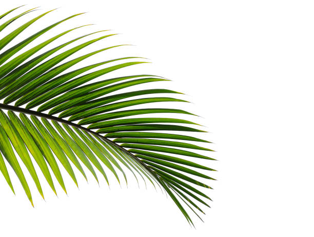 열 대 야자수 잎 흰색 배경에 고립 - coconut palm tree 뉴스 사진 이미지