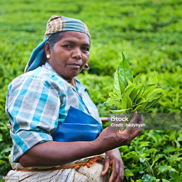 Woman Harvesting Tea Leaves Stock Photo - Download Image Now - Adult, Adults Only, Agricultural Field