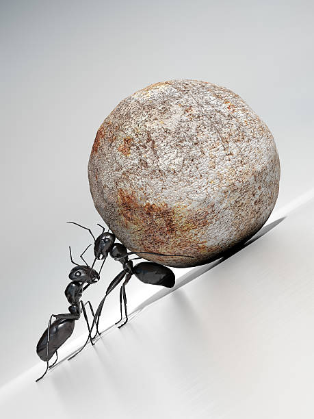 팀워크) - teamwork ant cooperation challenge 뉴스 사진 이미지