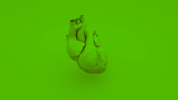istock Green Anatomical Heart Concept. 3D illustration 1097216114