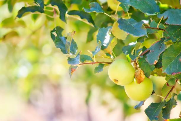 Young Apples Growing On Tree In Stanthorpe, Australia stock photo