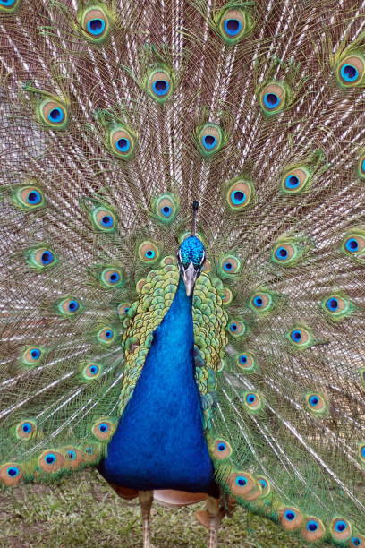 istock Peacock with tail feathers fanned 1097217906