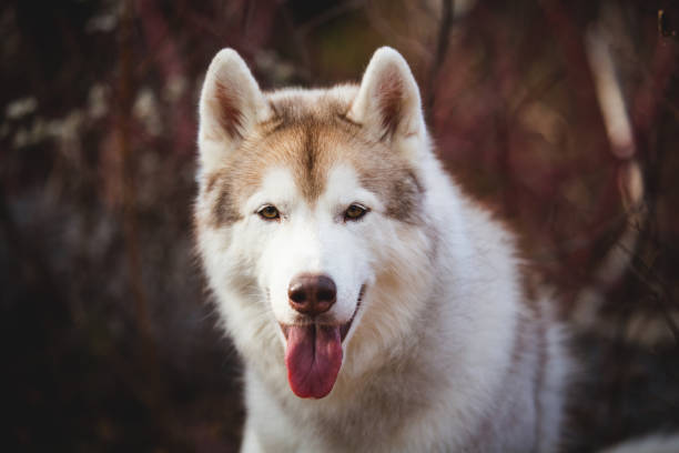 istock Gorgeous Beige Siberian Husky in fall season on a forest background. 1097217954