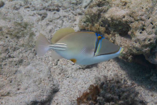 istock Picassofish in Red Sea 1097218370