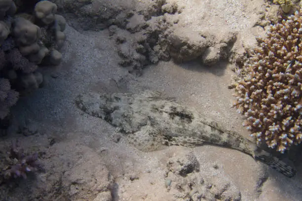 Indian Ocean Crocodilefish on Coral Reef in Red Sea off Sharm El Sheikh