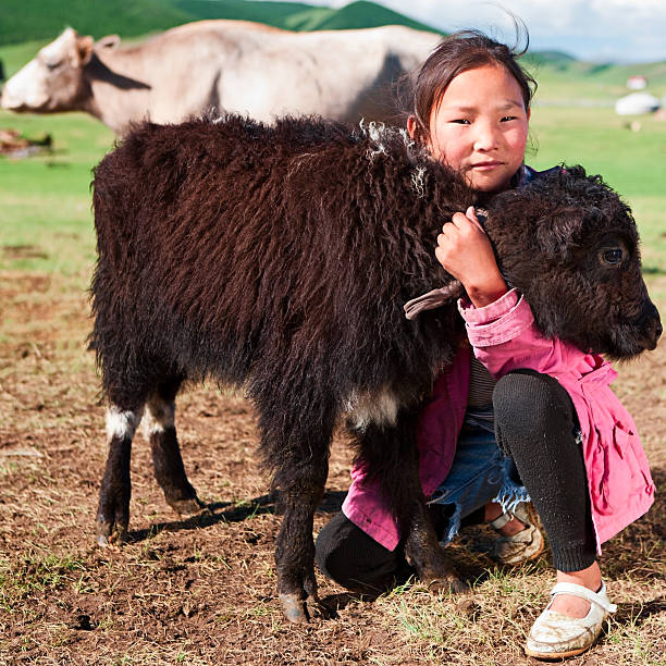 istock Mongolian young girl playing with yak 109722267