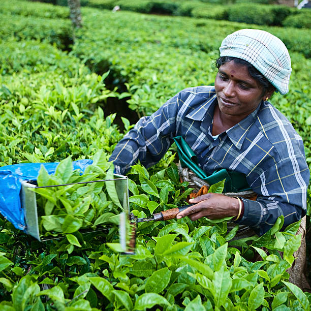istock Woman harvesting tea leaves 109722445