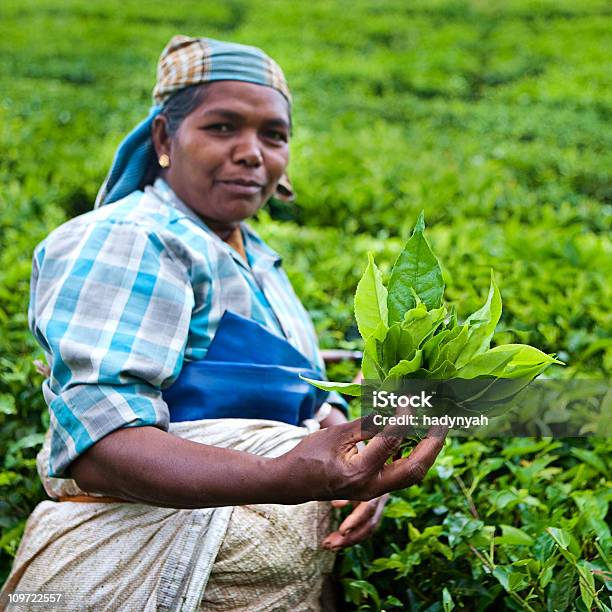 Donna Raccolta Foglie Di Tè - Fotografie stock e altre immagini di Adulto - Adulto, Agricoltura, Agricoltura biologica