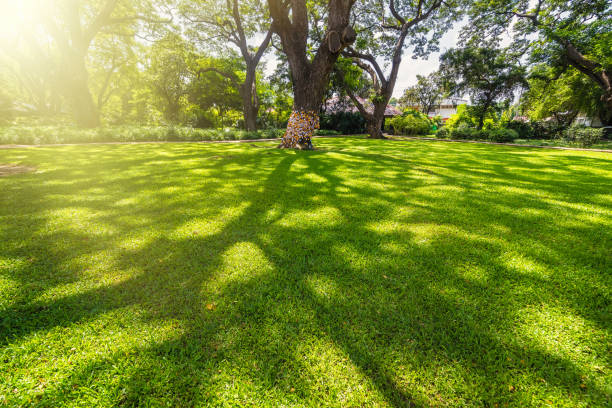 velho e gigante árvore grande em um campo verde com tarde de luz solar. tailândia. - tree shade large growth - fotografias e filmes do acervo