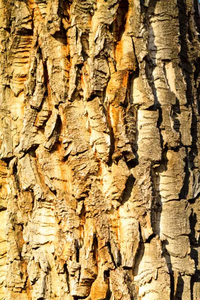 Photo of Tree Bark.