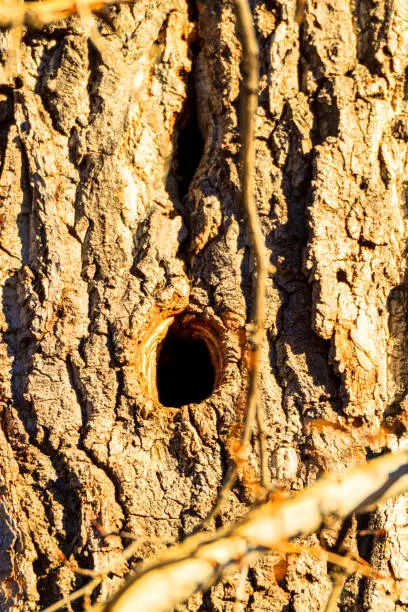 Photo of Tree Bark.