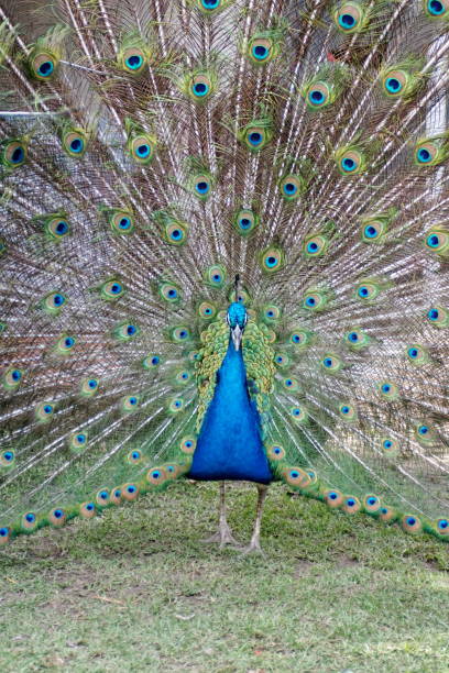 istock Peacock with tail feathers fanned 1097228676