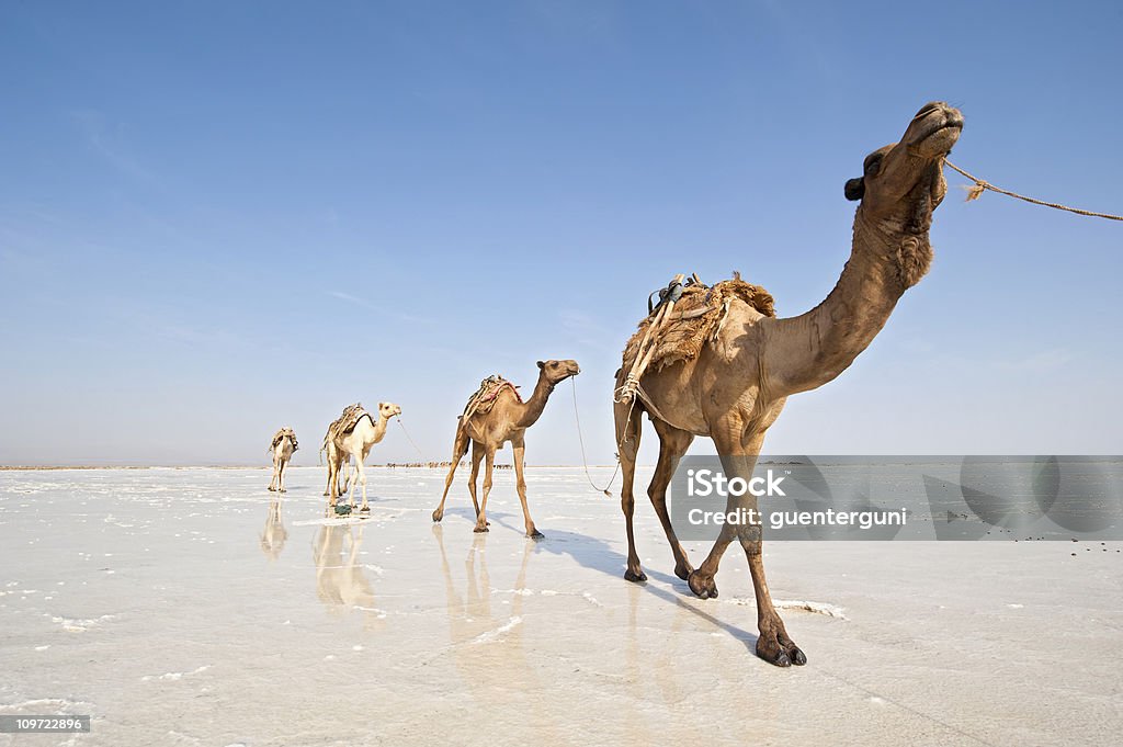 Ethopian Salt-Caravan - Lizenzfrei Republik Dschibuti Stock-Foto
