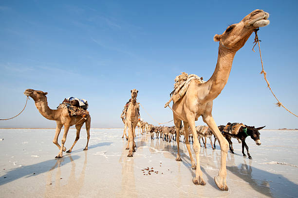 одной из последних соль caravans, danakil пустыня, эфиопия - animal africa ethiopia mule стоковые фото и изображения