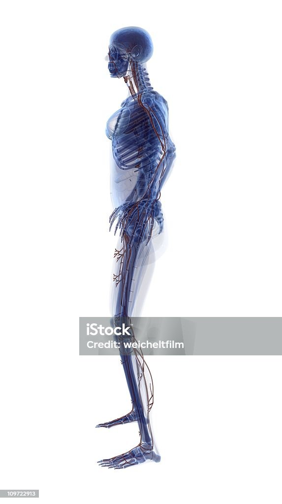 x-Ray aspecto-Mujer humanos - Foto de stock de Anatomía libre de derechos