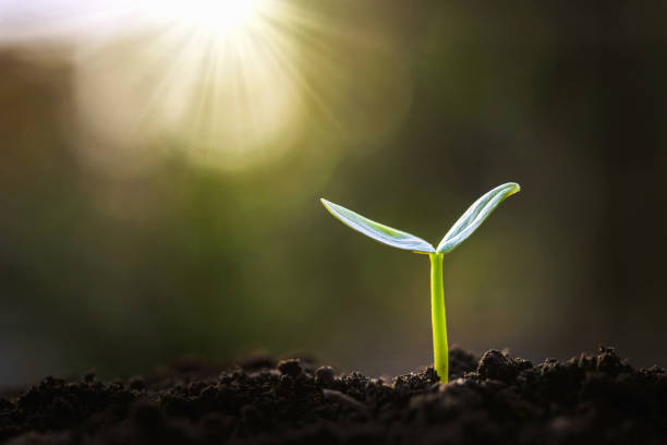 istock green sprout growing in garden with sunshine 1097229872