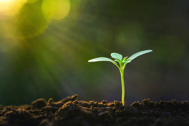 istock green sprout growing in garden with sunshine 1097229876