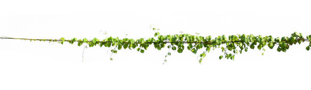 istock ivy plant hanging on electric wire isolate white background 1097229886