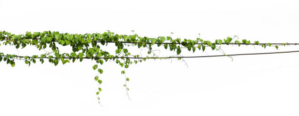 istock ivy plant hanging on electric wire isolate white background 1097229890