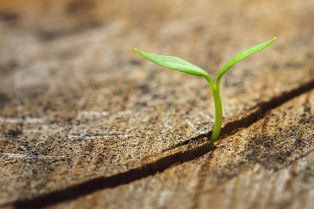 istock small plant growing on stump. eco concept 1097229894