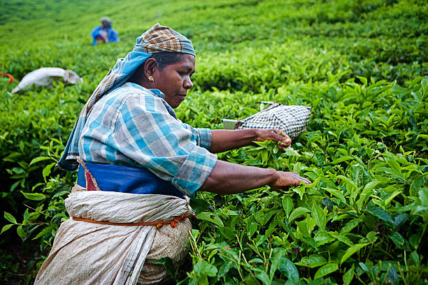 istock Woman harvesting tea leaves 109723602